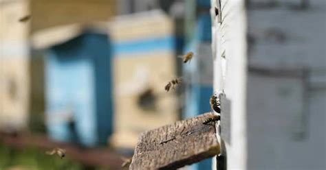 Вклад пчел в сельское хозяйство