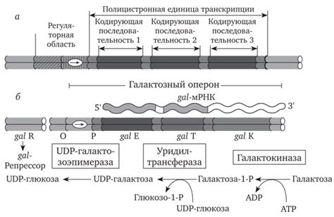 Включите гены в действие: эффективные стратегии активации доминантных прокариотических генов