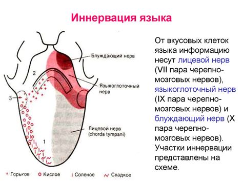 Вкусовая оценка