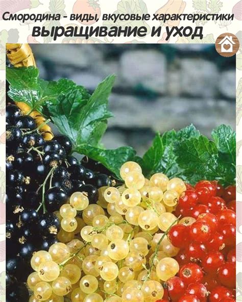 Вкусовые характеристики