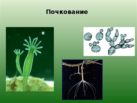 Влага - основная причина размножения тли