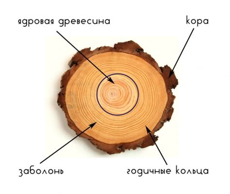 Влагостойкость и устойчивость к гниению древесины в бане