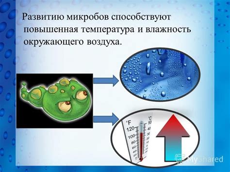 Влажность и тепло способствуют его развитию