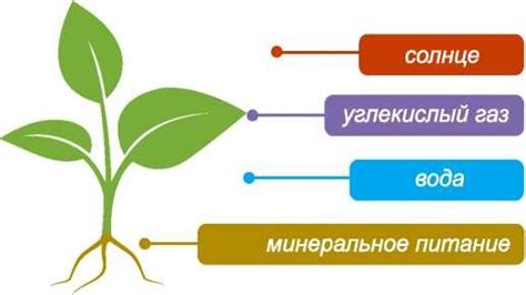 Влажные места обеспечивают папоротникам достаточное количество питательных веществ