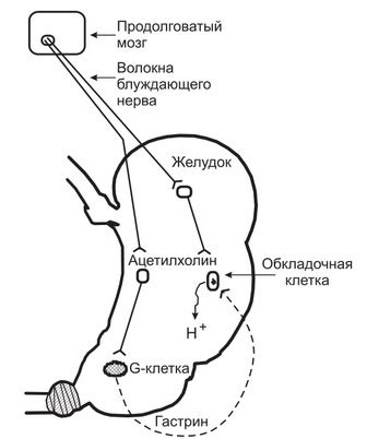 Влияет на секрецию желудочной кислоты