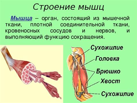 Влияет на функцию мышц и нервов