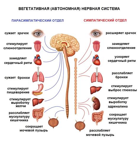 Влияние ВСД на нервную систему и эмоциональное состояние