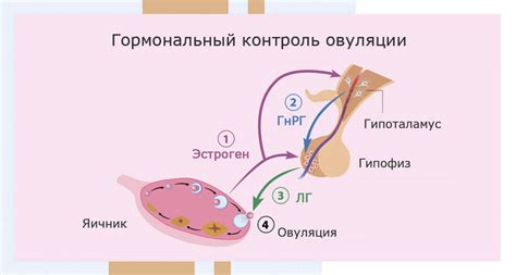 Влияние ГСГ на гормональные изменения