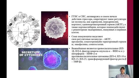 Влияние Имудона на аутоиммунную систему организма