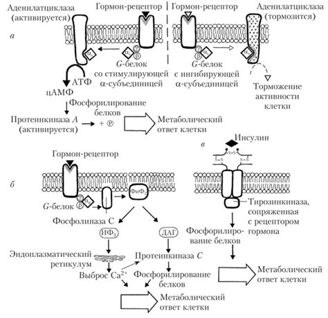 Влияние Ксенона на современную философию