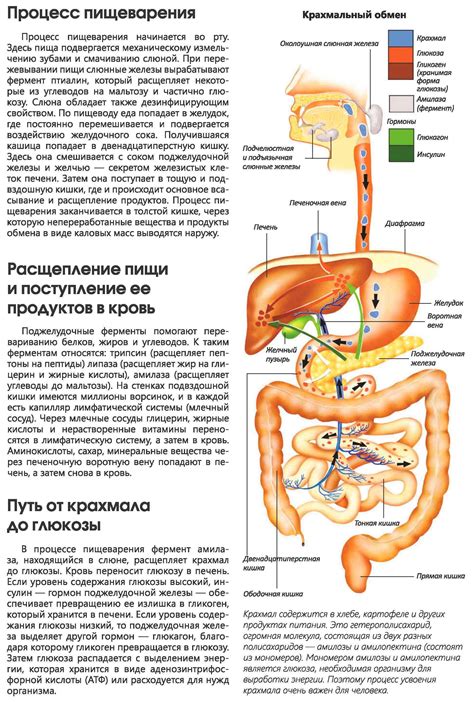 Влияние Тотему на пищеварительную систему