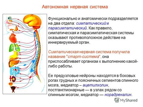 Влияние активности нервной системы