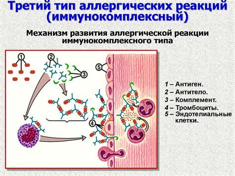 Влияние аллергических реакций на слизистые оболочки