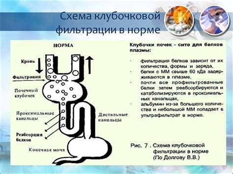 Влияние артериального давления на скорость клубочковой фильтрации