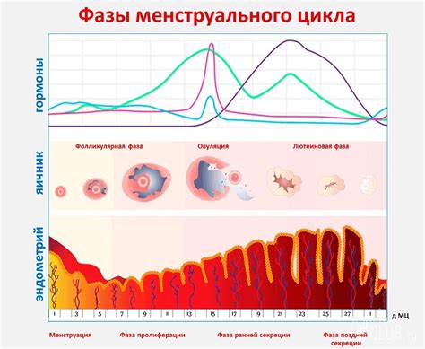 Влияние аспирина на менструальный цикл