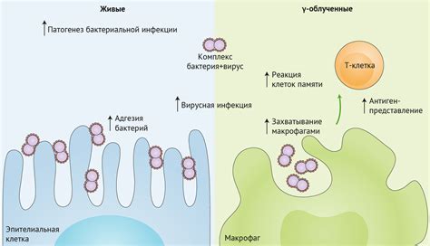 Влияние бактерий и вирусов