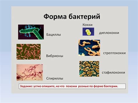 Влияние бактерий на образование желтых комочков