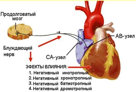 Влияние бега на сердечную систему