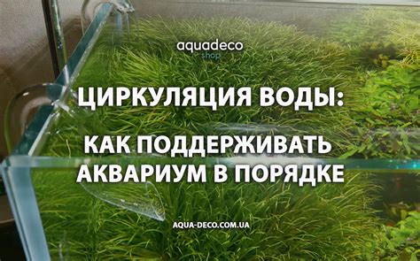 Влияние болотного запаха на аквариумную воду