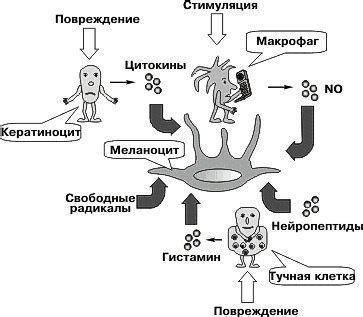 Влияние бритья на процесс производства меланина