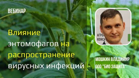 Влияние вирусных инфекций на популяцию мух