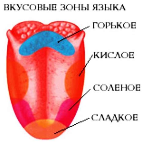 Влияние вирусов на рецепторы вкуса