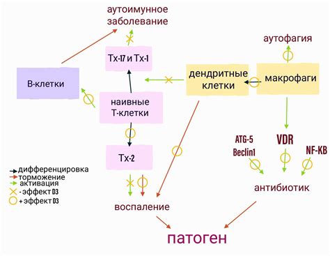 Влияние витамина С на иммунную систему