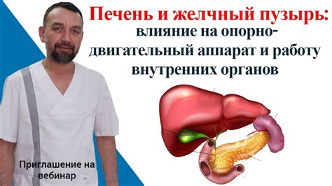 Влияние внутренних органов