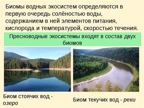 Влияние водорослей на экосистемы водных биомов