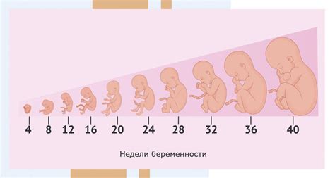 Влияние возраста матери на развитие плода