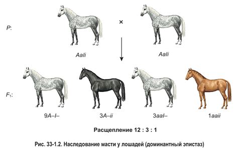 Влияние генов на цвет масти у лошадей