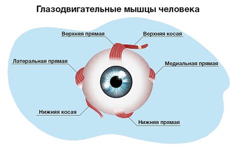 Влияние глазных мышц на положение глаз