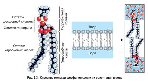 Влияние глицерина на состав фосфолипидов