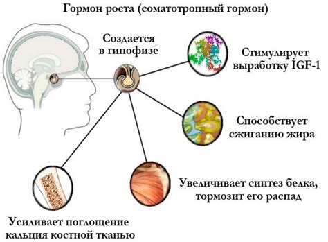 Влияние гормона роста на организм