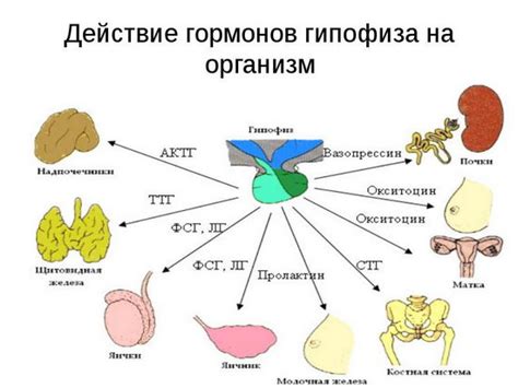 Влияние гормонов