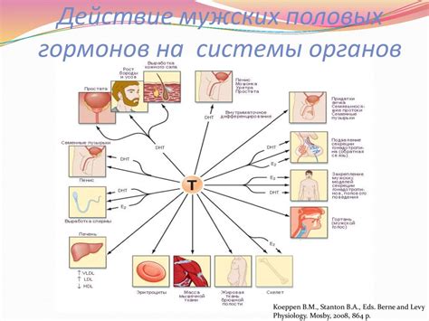 Влияние гормонов и половые различия