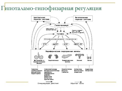 Влияние гормонов и эндокринной системы