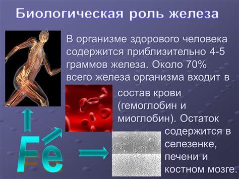 Влияние дефицита железа на организм