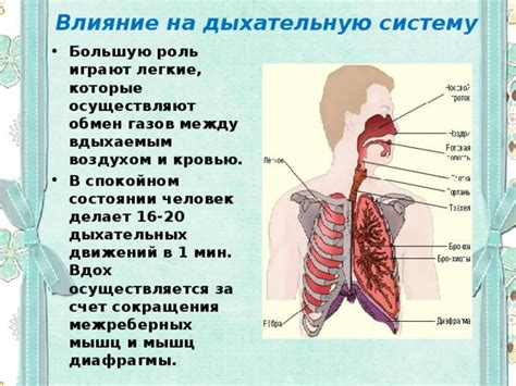 Влияние диафрагмы на систему дыхания