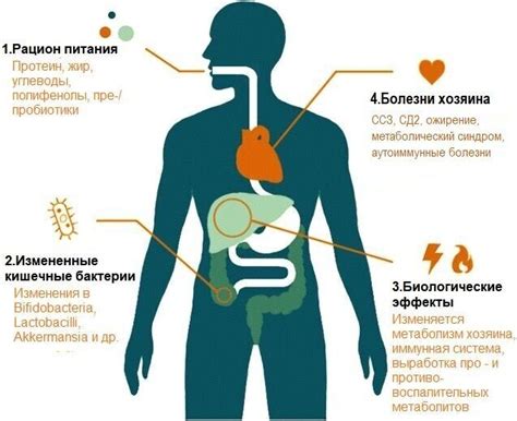 Влияние диеты на здоровье и состояние кишечника у щенка