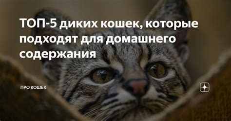 Влияние домашнего содержания на охоту кошек