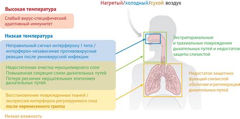 Влияние дыхательных путей на звукообразование