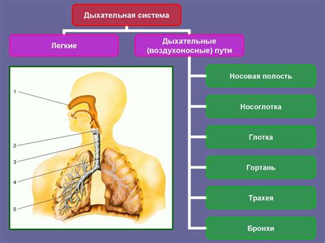 Влияние задержания дыхания на организм