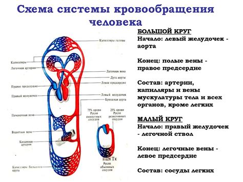 Влияние зевоты на кровообращение