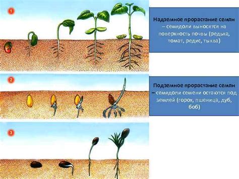 Влияние зеленеющей почвы на рост и развитие растений