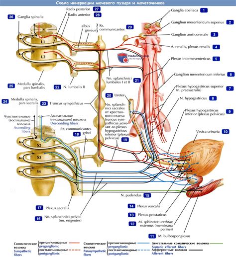 Влияние иннервации на функции мочевого пузыря