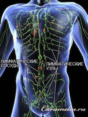 Влияние инфекций на лимфатическую систему