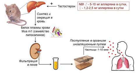 Влияние капусты на организм грызунов