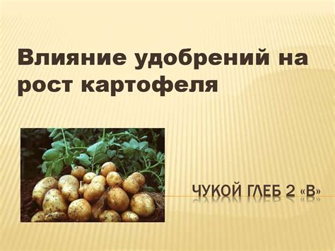 Влияние картофеля на рост горчицы