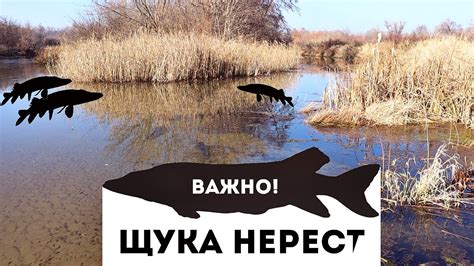 Влияние конца нереста щуки весной на рыболовство